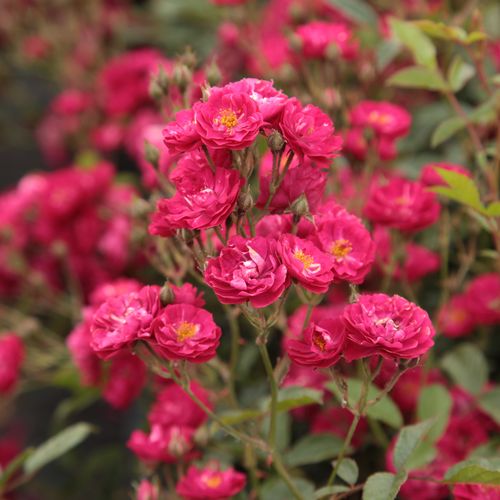 Sötét rózsaszín - Apróvirágú - magastörzsű rózsafa- csüngő koronaforma